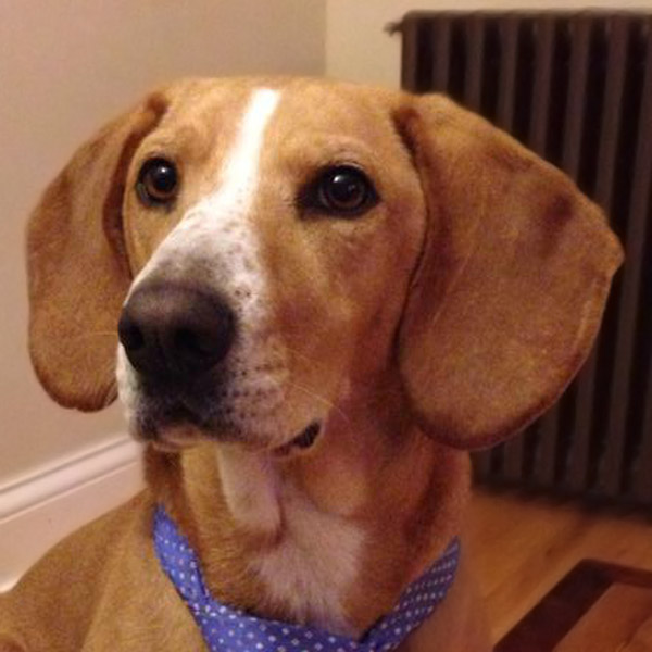 Rudy the dog
