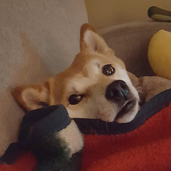 Hina, in his spot on the couch